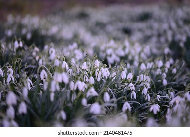 Snowdrop Field - Galanthus - As A Close Up