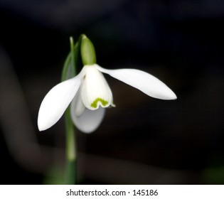 Snowdrop - first flower of the year.  Symbol of a fresh start, coming opportunities.