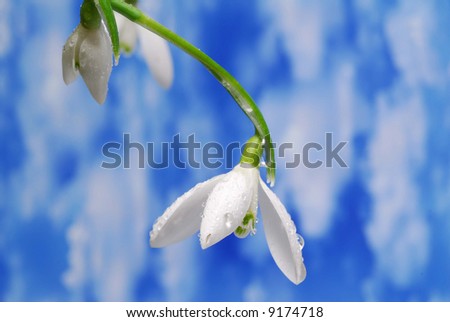 Similar – Vier Anemonen-Sylvestris