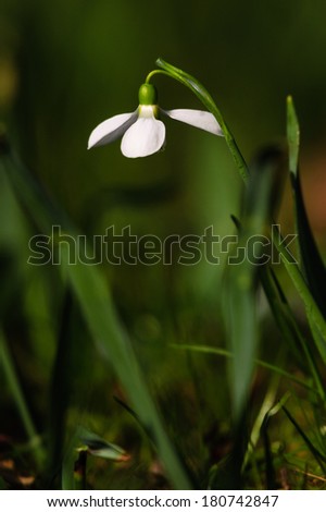 Similar – flowering snowdrops