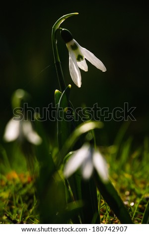 Similar – flowering snowdrops