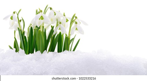 Snowdrop Winter Images, Stock Photos & Vectors  Shutterstock