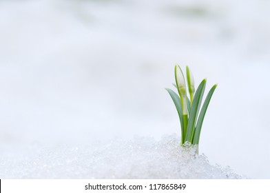 Snowdrop Flower Coming Out From Real Snow