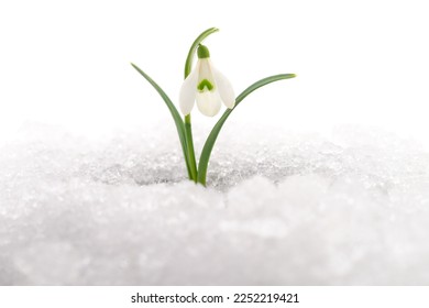 Snowdrop flower coming out from real snow isolated on white. - Powered by Shutterstock
