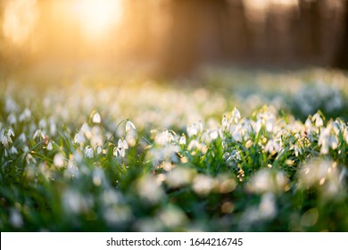 Snowdrop flower in the flowerbed of snowdrops during sunset,