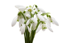 Snowdrop Flower Isolated On White Background