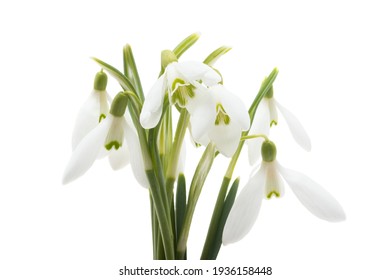 Snowdrop Flower Isolated On White Background 