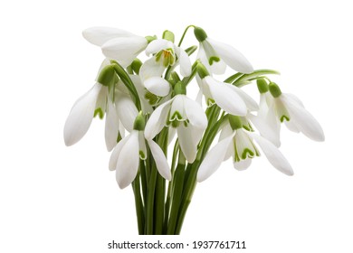 Snowdrop Flower Isolated On White Background