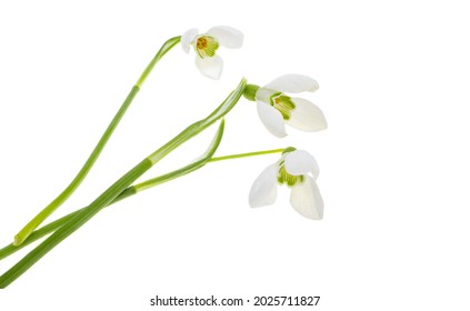 Snowdrop Flower Isolated On White Background 