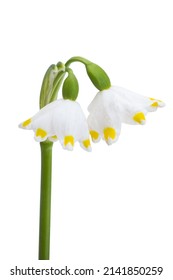 Snowdrop Flower Isolated On White Background