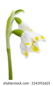 Snowdrop Flower Isolated On White Background