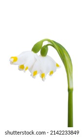 Snowdrop Flower Isolated On White Background