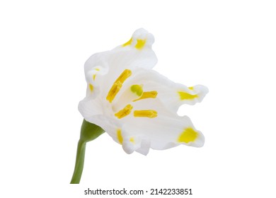 Snowdrop Flower Isolated On White Background