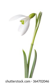 Snowdrop Flower Isolated On White Background