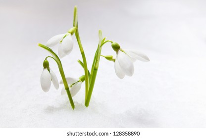 Snowdrop Flower In The Snow