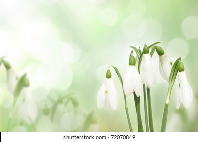 Snowdrop flowers