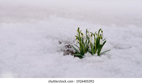 Snowdrop flowers coming out from real snow.