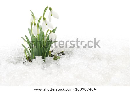 Snowdrop flowers coming out from real snow