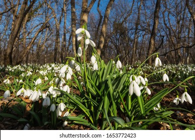 Snowdrop flowers (Galanthus nivalis). In the forest in the wild, snowdrops bloom in the spring. Glades of snowdrops.