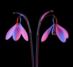 Snowdrop Flowers Galanthus Nivalis In Pink And Blue Neon Light Isolated On Black Background.