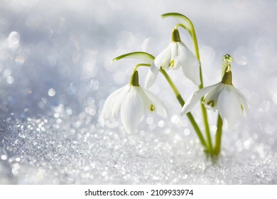 Snowdrop flowers in the snow, selective focus, blur, sunlight. Сard for the holidays in March.