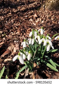 Snowdrop flowers in a spring forest 