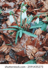 snowdrop in the forest.snowdrop in the forest