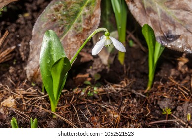 TÌNH YÊU CÂY CỎ ĐV.3 - Page 53 Snowdrop-galanthus-platyphyllus-garden-moscow-260nw-1052521523