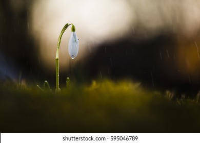 Rain Alone Images Stock Photos Vectors Shutterstock