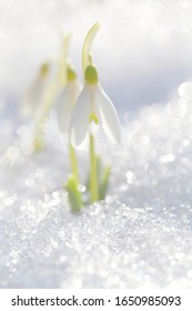 The Snowdrop Grows In The Snow On A Spring Sunny Day. The Texture Of The Divorce On The Snow Cover.