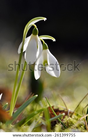 flowering snowdrops