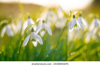 Snowdrop is popular spring herald flowers with white petals in bright warm springtime sunlight and blurred background in Germany. Galanthus is a early blooming bulbous perennial herbaceous plant.