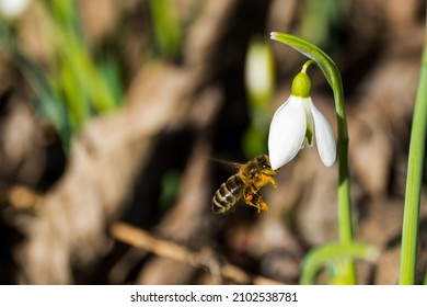 snowdrop portrait in garden background, close up photography of a snowdrop attracting bee, spring photography, macro photo of a snowdrop lit by the sun on black background