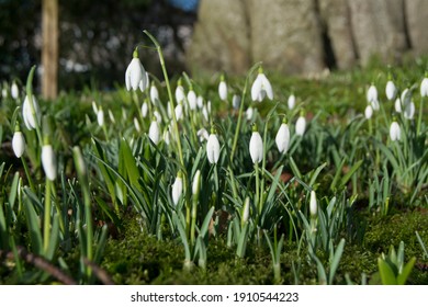 Snowdrop Signifying The First Sign Of Spring