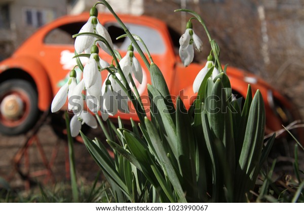 Snowdrop spring flowers in the city with car for\
background. Snowdrop or Galanthus. Spring flower snowdrop is the\
first flower after winter. Global pollution. Dirty environment\
around snowdrop\
flowers