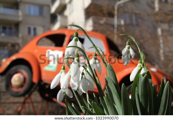 Snowdrop spring flowers in the city with car for\
background. Snowdrop or Galanthus. Spring flower snowdrop is the\
first flower after winter. Global pollution. Dirty environment\
around snowdrop\
flowers