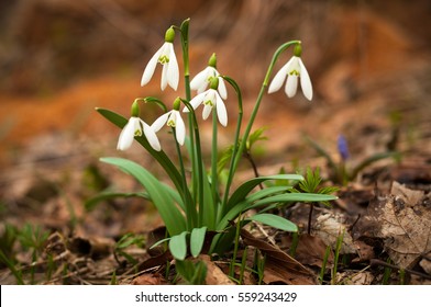 Snowdrop spring flowers. Delicate Snowdrop flower is one of the spring symbols telling us winter is leaving and we have warmer times ahead. Fresh green well complementing the white blossoms.
