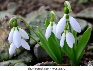 Snowdrop spring flowers. Delicate snow drop flower one of spring symbols telling us winter is leaving & spring come. Fresh green white snowdrop growing in garden. March snowdrop flowers closeup banner