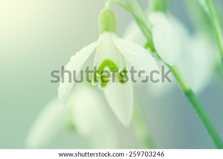 Similar – Image, Stock Photo spring bells Spring