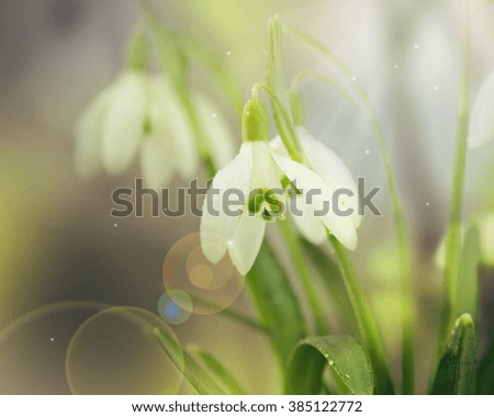 Similar – Image, Stock Photo spring bells Spring