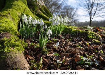 Snowdrop wild flowers at the base of a tree in February