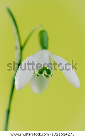 Similar – Image, Stock Photo spring bells Spring