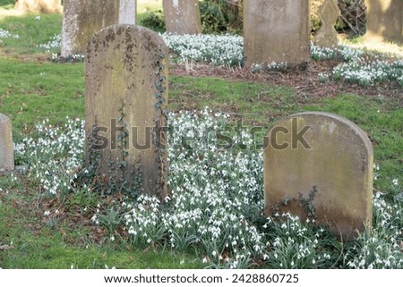 Snowdrops in bloom in a graveyard