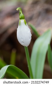 Snowdrops Blooming In The Snowmelt Garden
