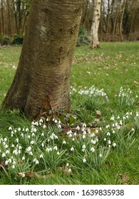 Snowdrops And Crocus Flower In Early February At Arrow Valley Country Park, Redditch, UK.