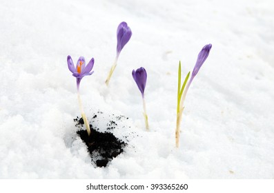 雪解け 花 の写真素材 画像 写真 Shutterstock