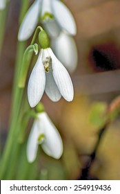 Snowdrops In A Devon Hedge Row Uk