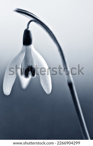 Similar – Image, Stock Photo Snowdrops (galanthus nivalis)