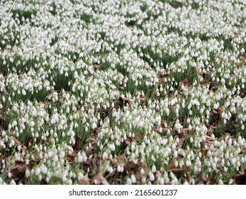 Snowdrops In England UK 2022-02