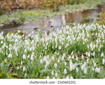 Snowdrops In England UK 2022-02